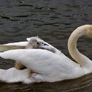 FG Sandhausen 23 von Mentz Andreas 01